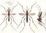 Aedes aegipti
