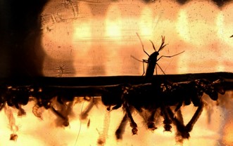 Virus ya Zika ntiyaba ari intwaro y&rsquo;amajyambere?