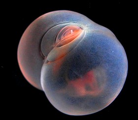 Waba uzi aho Matako-Aguruka ahuriye na&nbsp;Muntu?