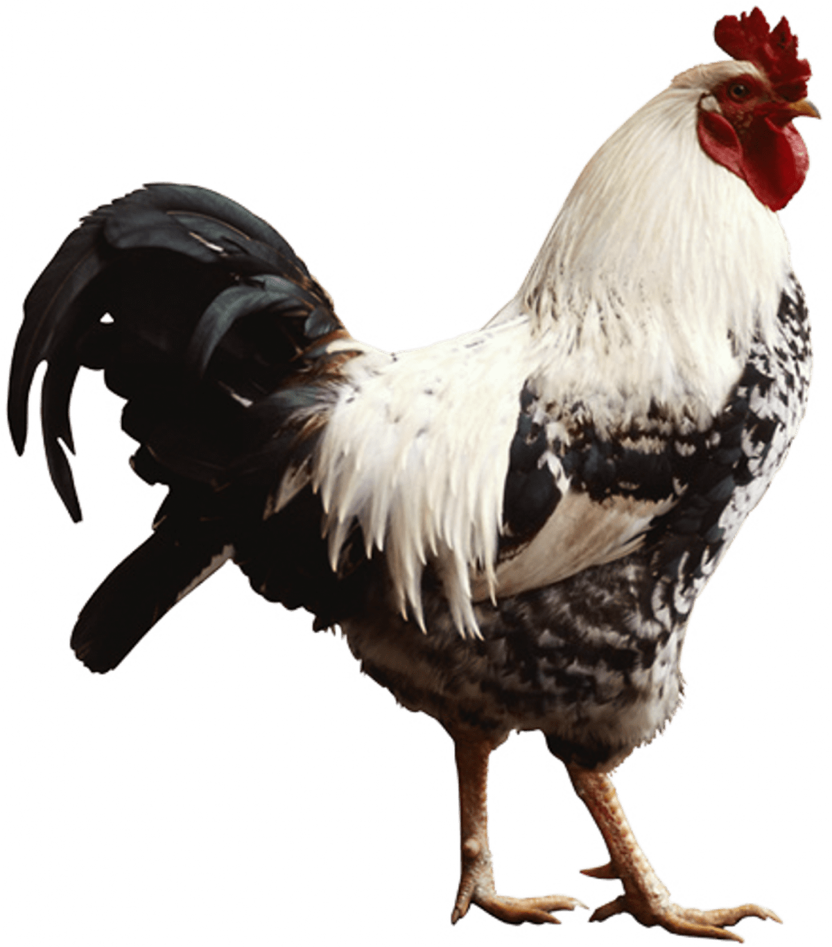 Kubaho ni ukwihagararaho