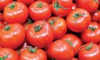 exportations-de-tomates-fraiches