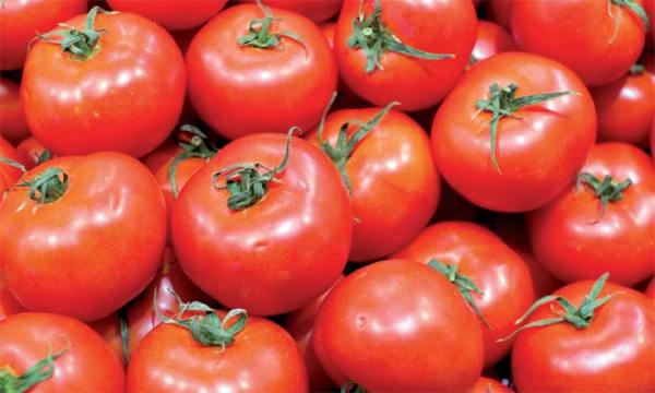 exportations-de-tomates-fraiches