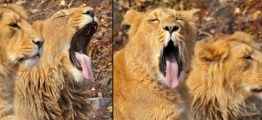 lion_yawns_600x330