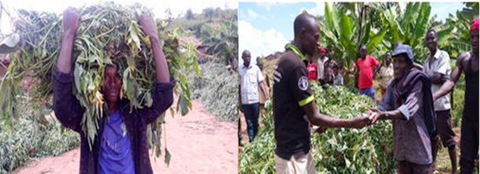 Akarere ka Gisagara : utura umuba w&rsquo;ibijumba ukabara&nbsp;inoti!