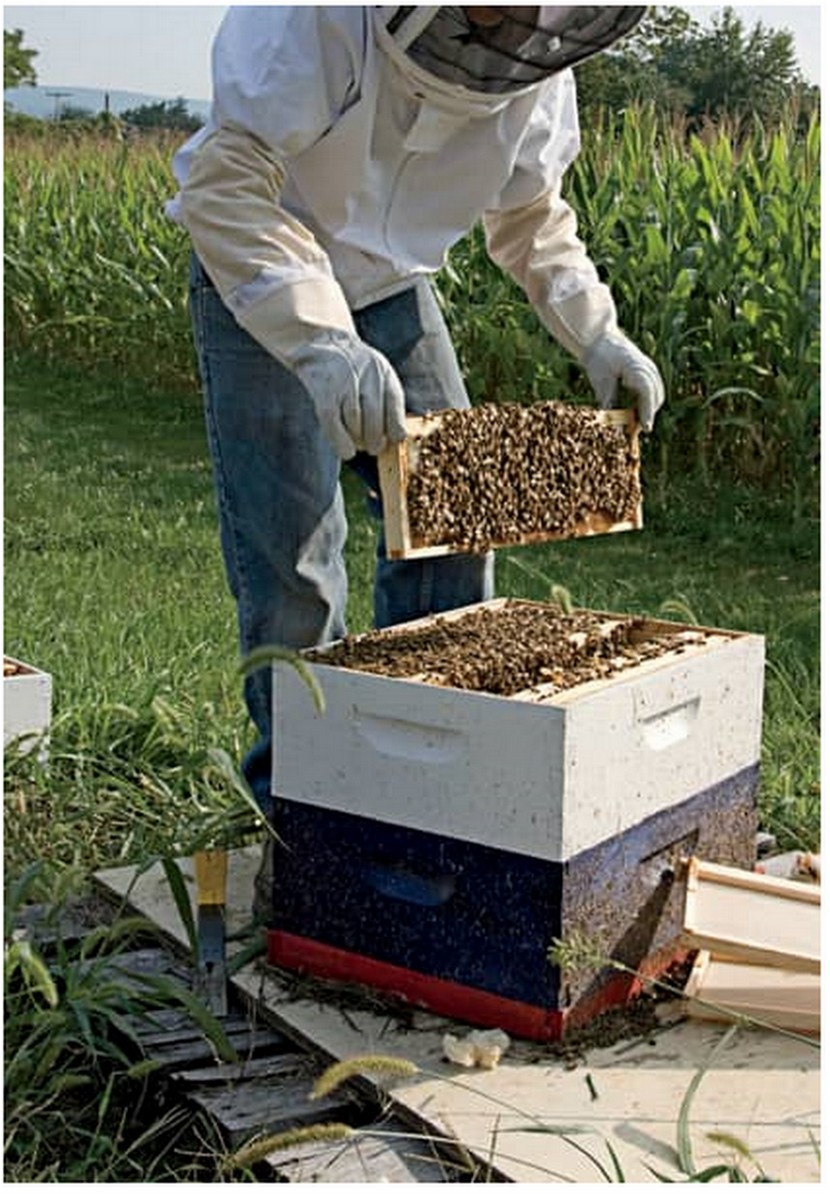 Au RWANDA aussi, les ABEILLES sont&nbsp;menacées!